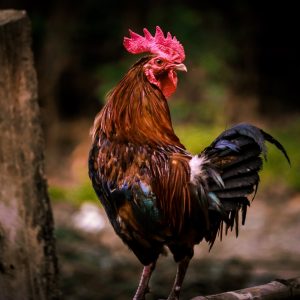 Tips Menang Sabung Ayam Online S1288